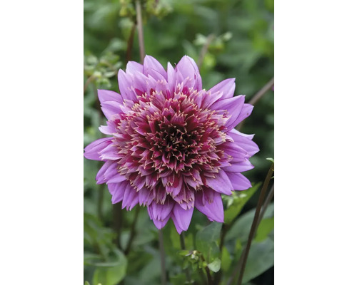 Detail fialovej georgíny v záhrade