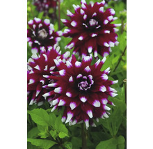 Detailný pohľad na kvety georgín v záhrade