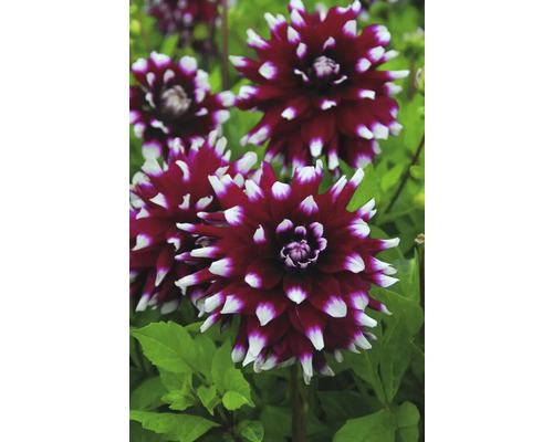 Detailný pohľad na kvety georgín v záhrade