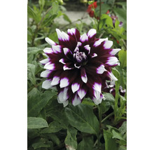 Detailný záber na georgínu s dvojfarebnými okvetnými lístkami v záhrade