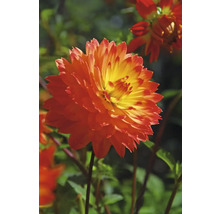 Detail oranžovej georgíny v záhrade