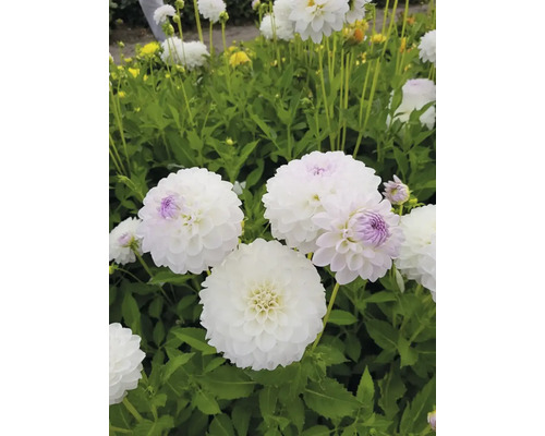 Detail bielych georgín v záhrade.