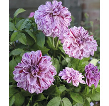 Detailný záber kvetov georgín so škvrnitými okvetnými lístkami a zelenými listami