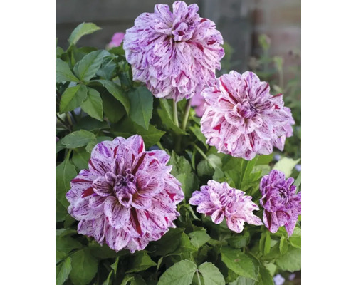 Detailný záber kvetov georgín so škvrnitými okvetnými lístkami a zelenými listami