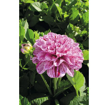 Detail fotografie georgíny so škvrnitými okvetnými lístkami na pozadí zelených listov