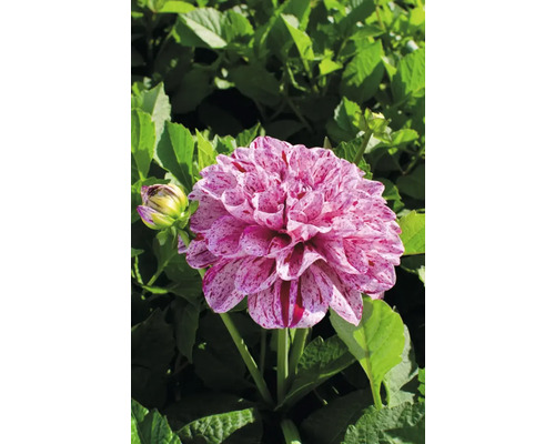 Detail fotografie georgíny so škvrnitými okvetnými lístkami na pozadí zelených listov