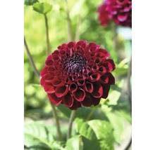 Detailný pohľad na jediný tmavočervený kvet georgíny v záhrade.