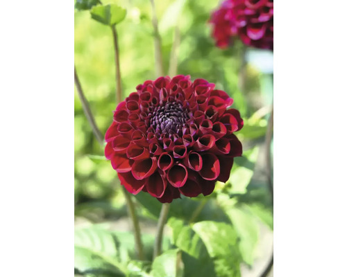 Detailný pohľad na jediný tmavočervený kvet georgíny v záhrade.