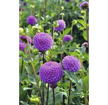 Detailný záber na fialové georgíny v záhrade.