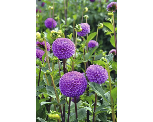 Detailný záber na fialové georgíny v záhrade.