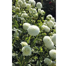 Detailný záber kvetov georgín v záhrade.