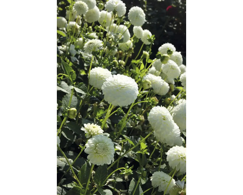 Detailný záber kvetov georgín v záhrade.