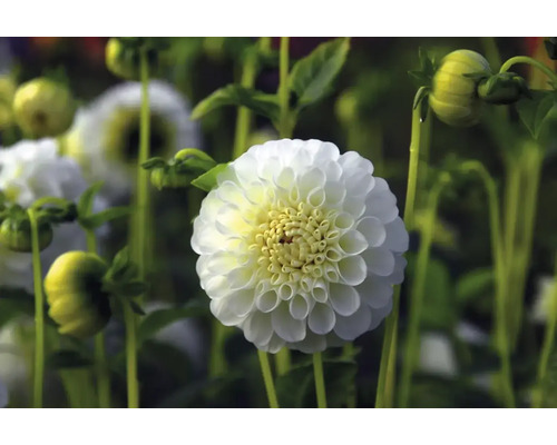 Detail bielej georgíny v záhrade.