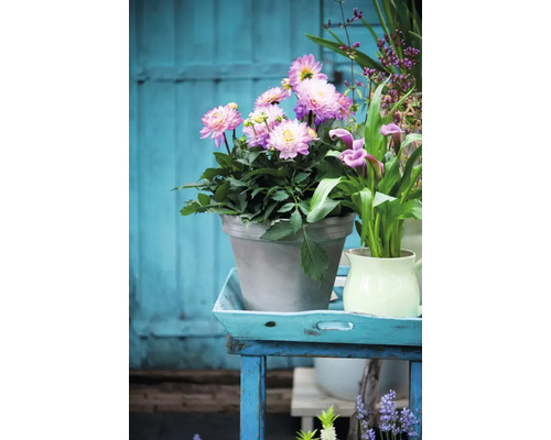 Aranžmán s georgínami v kvetináči na stole