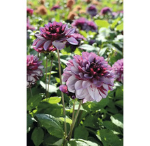 Detailný záber na georgíny v záhradnom záhone