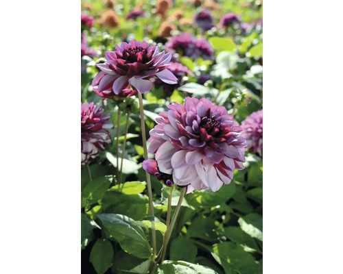 Detailný záber na georgíny v záhradnom záhone