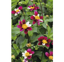 Detailný záber kvetov georgín v záhradnom záhone