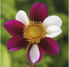 Kvetina s okvetnými lístkami v bielej a vínovej farbe