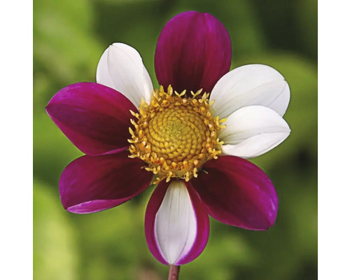 Kvetina s okvetnými lístkami v bielej a vínovej farbe