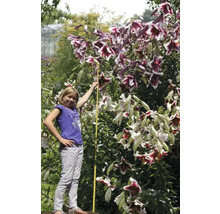 Ľaliovník s dievčaťom a skladacím metrom v záhrade