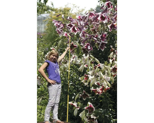 Ľaliovník s dievčaťom a skladacím metrom v záhrade