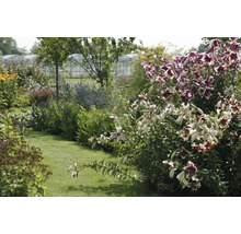 Bujná záhrada s kvetmi a zelenými rastlinami