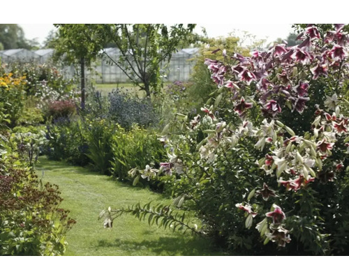 Bujná záhrada s kvetmi a zelenými rastlinami