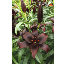 Detailný pohľad na čierne kvety ľalií so zelenými listami