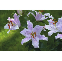 Detail kvetov ľalií s bodkovaným vzorom