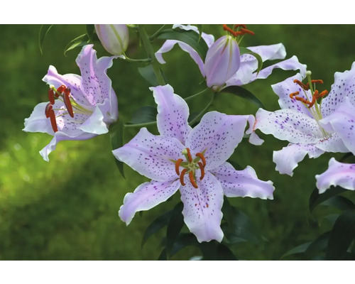 Detail kvetov ľalií s bodkovaným vzorom