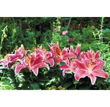 Skupina ružových ľalií v záhradnom záhone