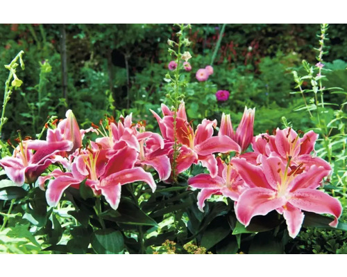 Skupina ružových ľalií v záhradnom záhone