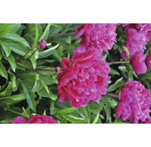 Detailný záber ružových kvetov pivonky so zelenými listami