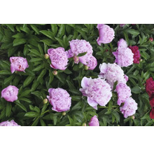 Detailný záber ružových a červených pivoniek v záhradnom záhone