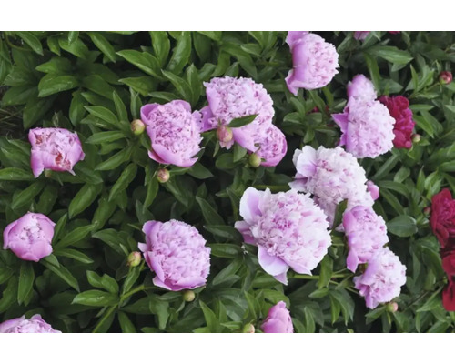 Detailný záber ružových a červených pivoniek v záhradnom záhone