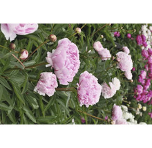 Detailný záber ružových a bielych pivoniek v záhrade.