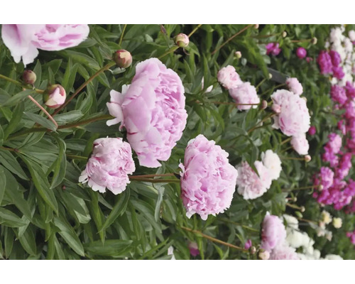 Detailný záber ružových a bielych pivoniek v záhrade.