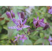 Detail kvitnúcej rastliny Tricyrtis s fialovými okvetnými lístkami a škvrnitým vzorom.