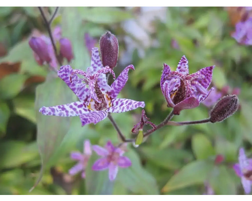 Detail kvitnúcej rastliny Tricyrtis s fialovými okvetnými lístkami a škvrnitým vzorom.