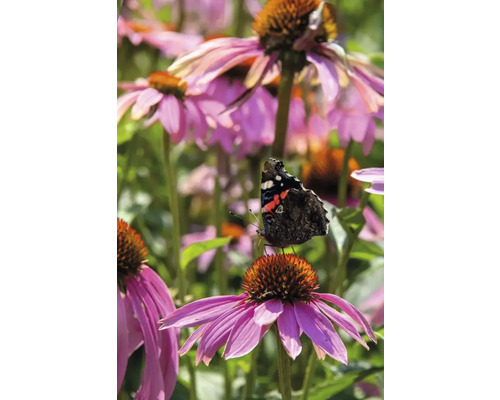 Motýľ na purpurovej echinacei v záhrade.