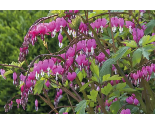 Kvetina srdca s kvetmi v tvare srdca