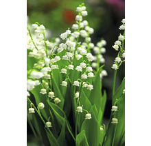 Detailný záber konvaliniek so zelenými listami