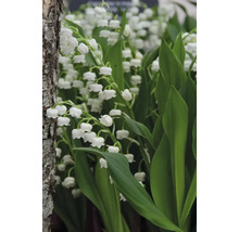 Detailný záber konvaliniek s zelenými listami