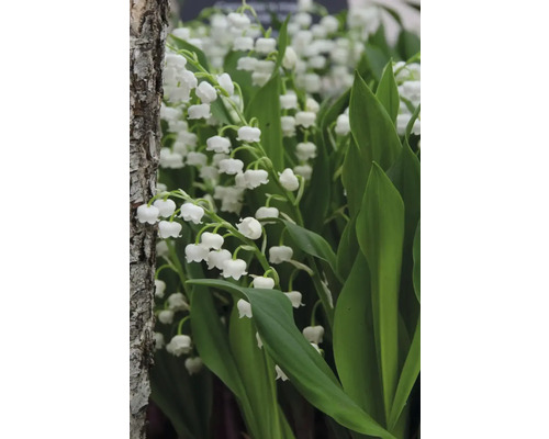 Detailný záber konvaliniek s zelenými listami