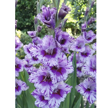 Gladiola s pruhovanými okvetnými lístkami v záhrade