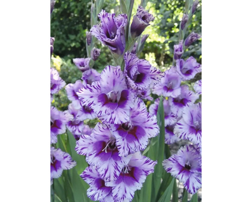 Gladiola s pruhovanými okvetnými lístkami v záhrade