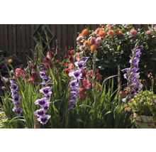 Kvitnúca gladiola v záhradnom záhone