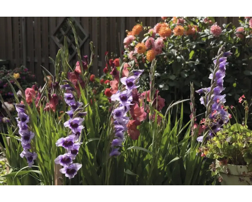 Kvitnúca gladiola v záhradnom záhone