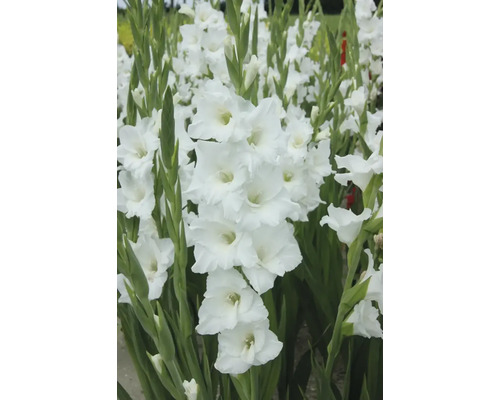 Biely gladiolus v záhradnom záhone