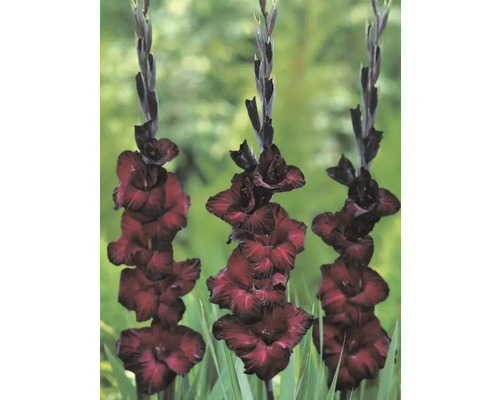 Tri gladioly v záhradnom záhone s nápadnými kvetenstvami.